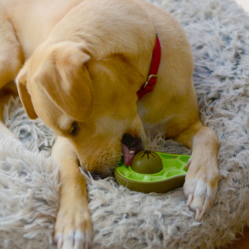 Dog Chew Toys | Bully Stick Holder Dog Toys - Avocado