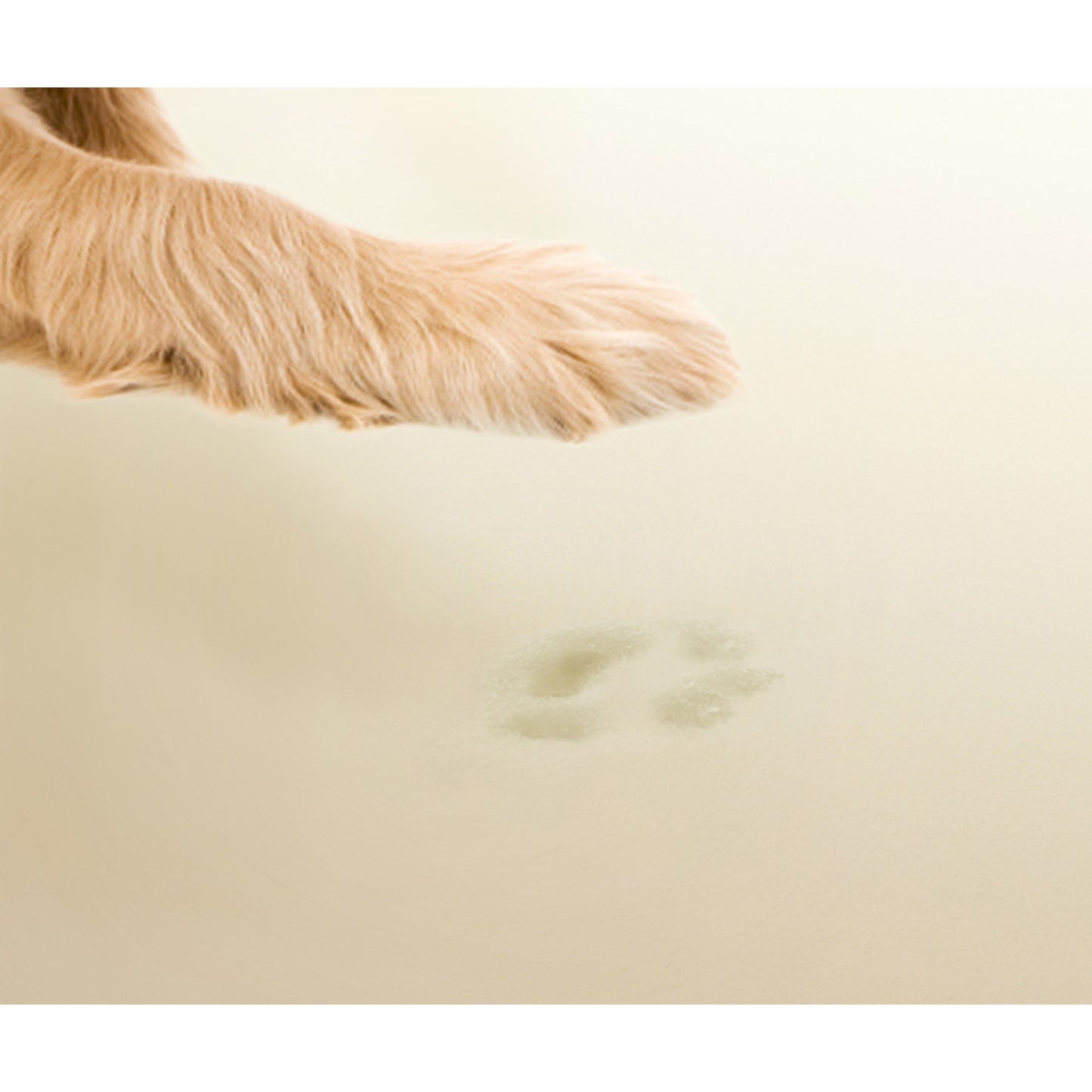 4-Step Pet Stairs | Dog Stairs - Milo/Khaki