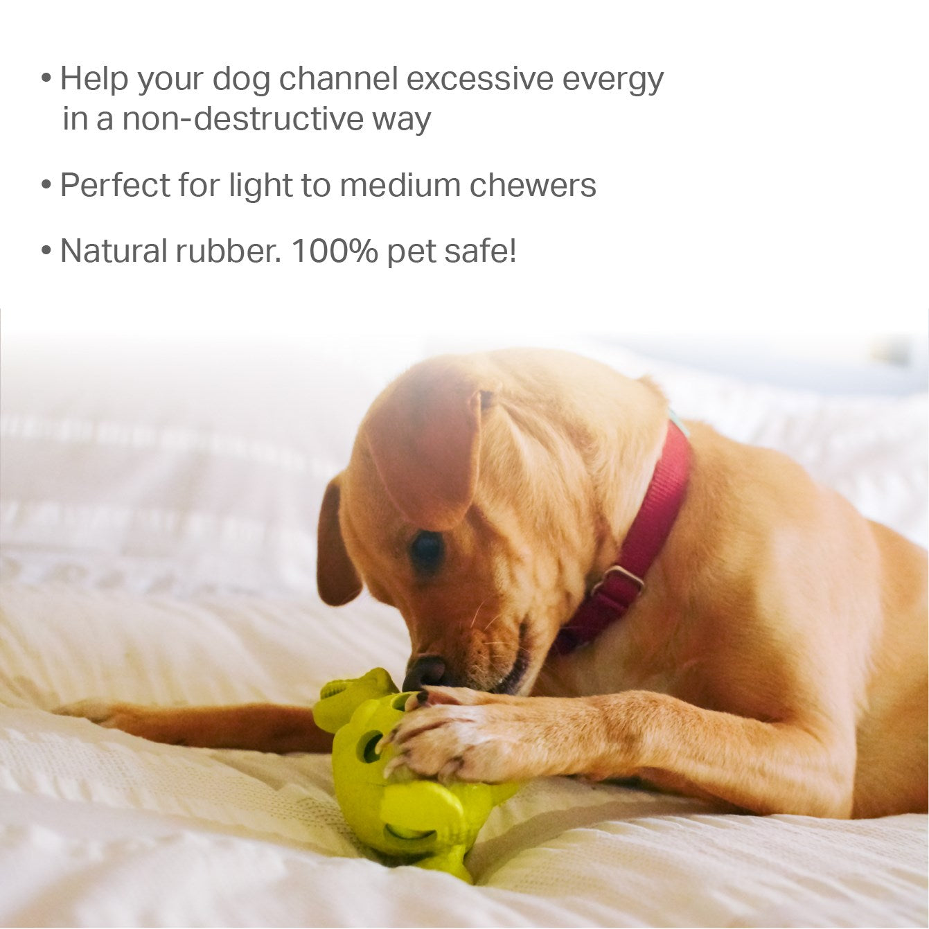 Dog Chew Toys | Tough Dog Toys - Dino