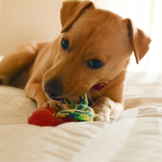 Dog Chew Toys | Dog Rope Toys - Orange and Banana