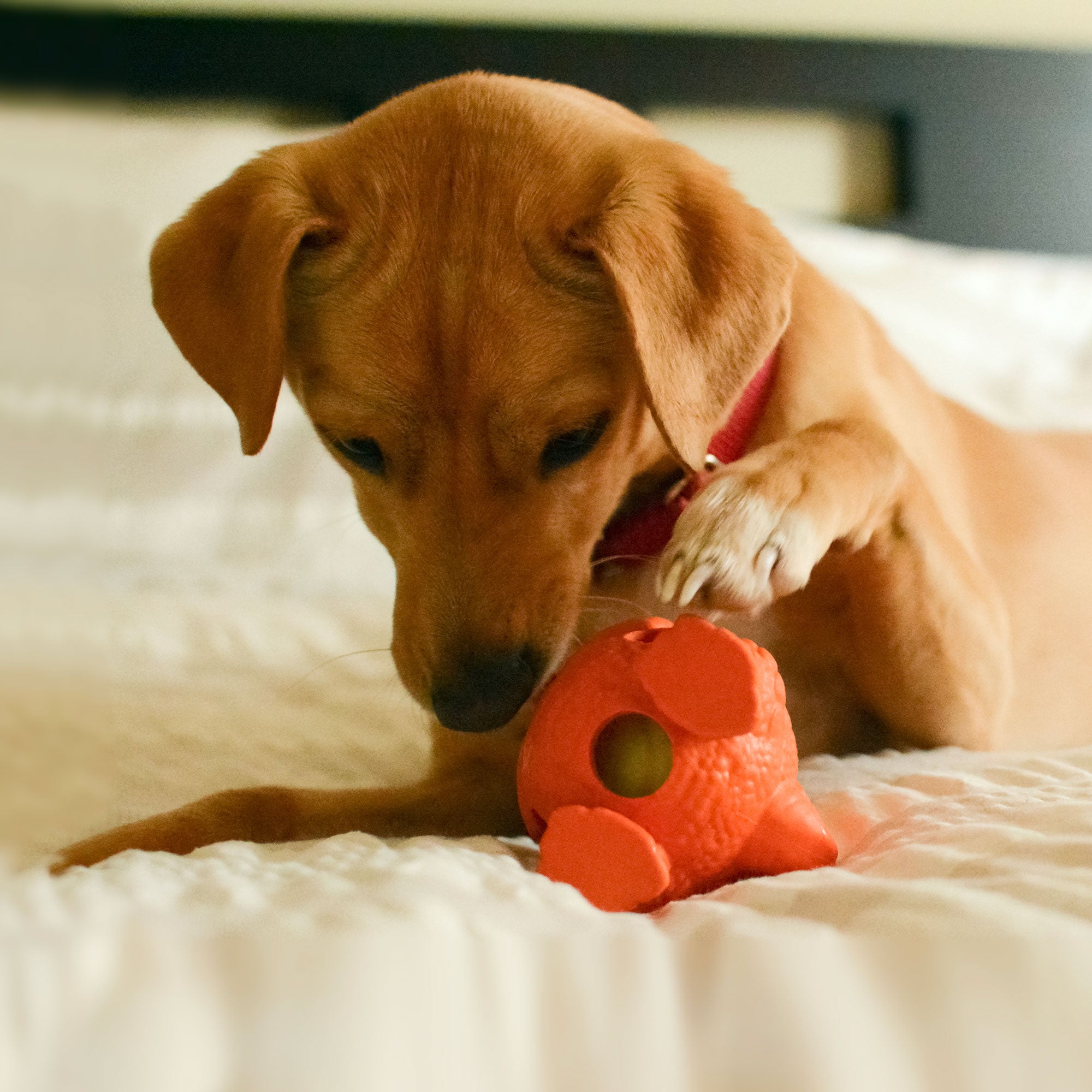 Dog with deals chew toy