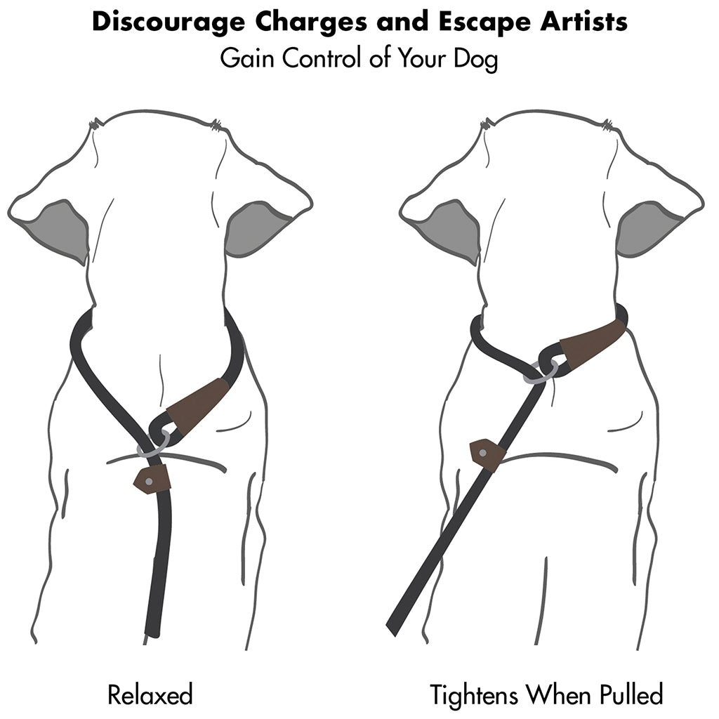 Slip rope store leash for dogs